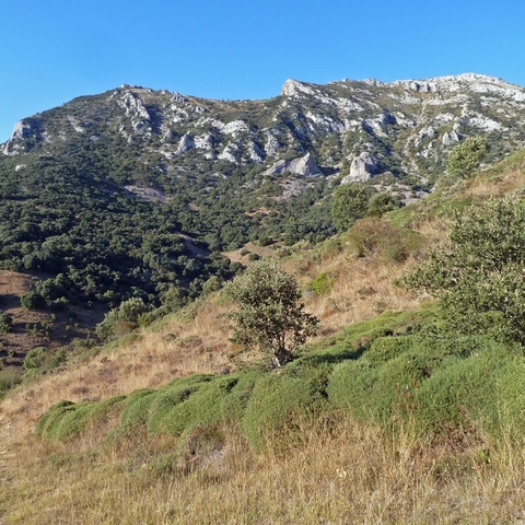 Día 25 Cubilla de la Sierra – Peña El Buey (1.230 m) – La Verdina (1.352 m) – Monte Cimero (1.348 m) – Cantoña (1.353 m) – Peña Maya (1.309 m) – Miraveche (mañanera)